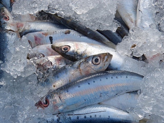 sardines-1106191_640